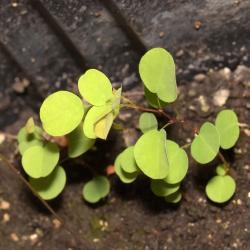 Amorpha canescens Pursh (leadplant), seedlings, leaves, upper surface, stem
