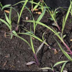 Andropogon gerardii Vitman (big bluestem), seedlings