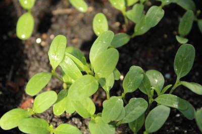 Asclepias syriaca (common milkweed), seedlings, leaves, upper surface