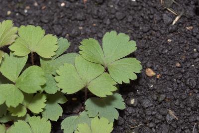 Anemone virginiana L. (tall anemone), seedlings, leaves, upper surface