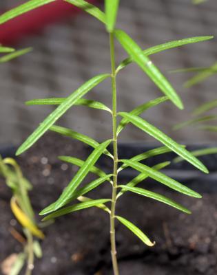 Asclepias verticillata L. (whorled milkweed), seedling, stem, leaves, upper surface