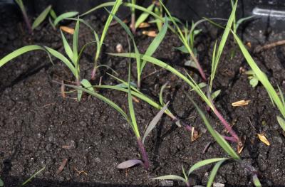 Andropogon gerardii Vitman (big bluestem), seedlings