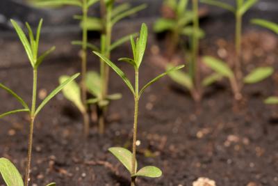 Asclepias verticillata L. (whorled milkweed), seedlings 