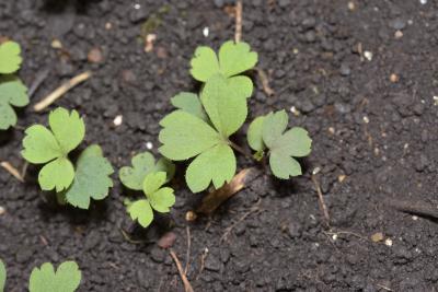 Anemone cylindrica Gray (thimbleweed), seedlings, leaves, upper surface 