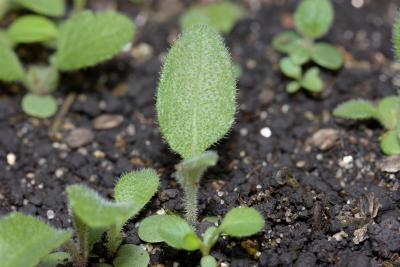 Parthenium integrifolium L. (wild quinine), seedling, leaves, upper surface 