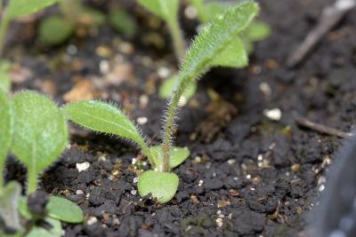 Parthenium integrifolium L. (wild quinine), seedling