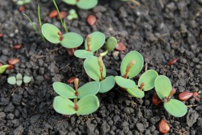 Desmanthus illinoensis (Illinois bundleflower), seedlings, leaves, upper surface, seeds
