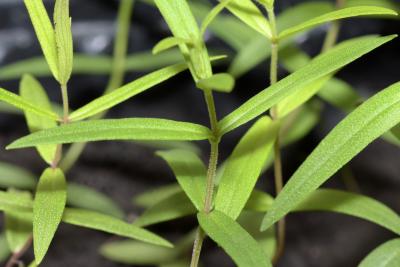 Pycnanthemum virginianum (L.) T. Durand & B. D. Jacks. (common mountain mint), seedling, leaves, upper surface