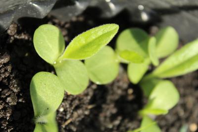 Silphium integrifolium Michx. (rosinweed), seedlings, leaf, upper surface