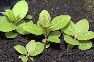 Veronicastrum virginicum (L.) Farw. (Culver’s root), seedlings, leaves, upper surface 