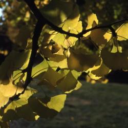 Ginkgo biloba (ginkgo), branch with leaves