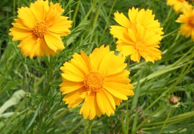 Coreopsis lanceolata L. (lance-leaved coreopsis), flowers and flower buds
