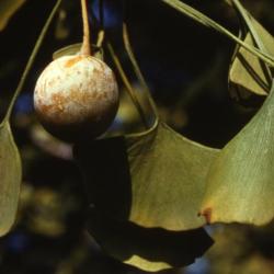 Ginkgo biloba (ginkgo), fruit and leaves