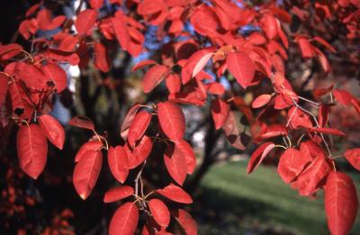 Amelanchier ×grandiflora Rehder (apple serviceberry), leaves, fall color 