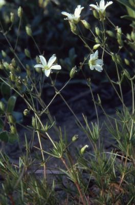 Minuartia stricta (Sw.) Hiern (bog stitchwort), habit, flowers
