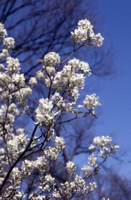 Amelanchier humilis Wiegand (low serviceberry), close-up of blooming branch