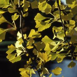 Ginkgo biloba (ginkgo), hanging twigs with leaves