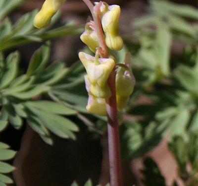 Dicentra cucullaria (L.) Bernh. (Dutchman’s breeches), buds