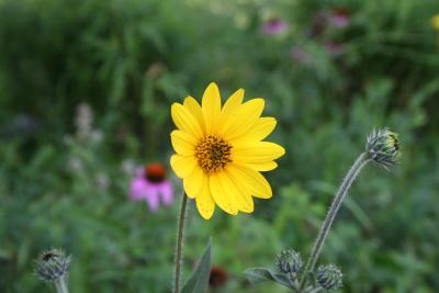 Helianthus mollis (downy sunflower), flower