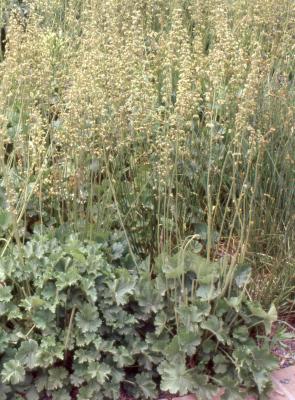Heuchera richardsonii (prairie alumroot), form