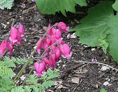 Dicentra ‘King of Hearts’ (King of Hearts bleeding heart), flowers