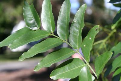 Styphnolobium japonicum (L.) Schott. (Japanese scholar tree), leaves