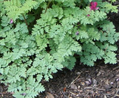 Dicentra ‘King of Hearts’ (King of Hearts bleeding heart), leaves