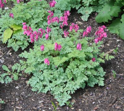 Dicentra ‘King of Hearts’ (King of Hearts bleeding heart), form