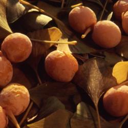 Ginkgo biloba (ginkgo), fallen leaves and fruit