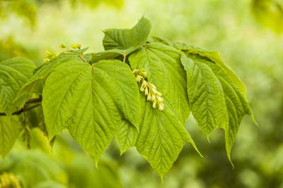 Bright Green Leaves of a Maple Tree in Spring