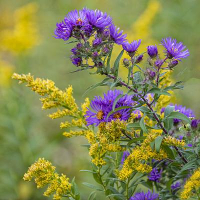 New England Aster and Goldenrod