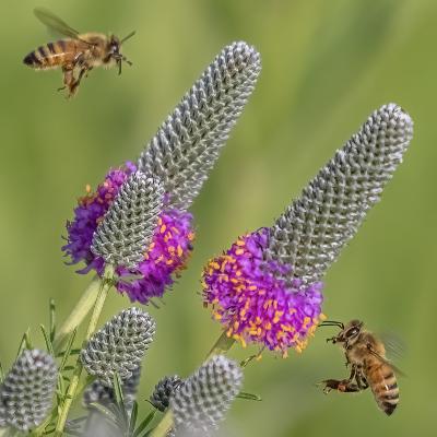 Bees with Purple Prairie Clover