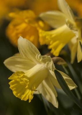 Yellow Daffodils in the Daffodil Glade