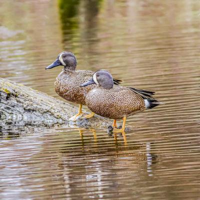 Two Blue Winged Teal Ducks Standing on a Log