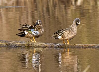 Blue Winged Teal Pair on a Log