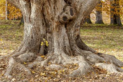 Strong Trunk and Roots of the Mijabe Maple