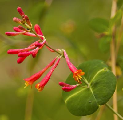 Lonicera sempervirens in the Korea Collection
