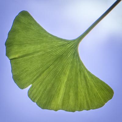 Single Ginkgo Leaf