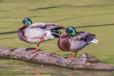 Male Mallards and a Turtle on a Log