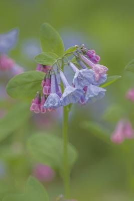 Branch of Pink and Blue Bluebells