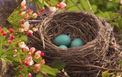 Robin's eggs and Nest by Crabapple Blossoms