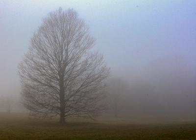 Foggy Meadow with Sugar Maple