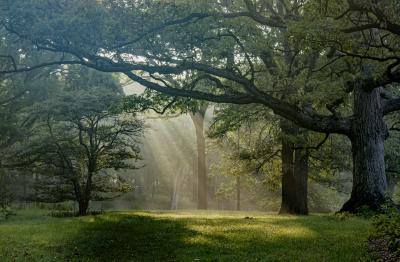 Sunrays Through the Oaks and Larch Trees