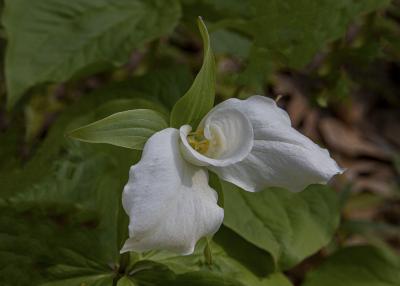 Trillium grandiflorum (Michx.) Salisb. (great white trillium), flowers