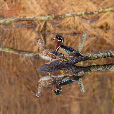 Wood Duck Pair with Reflections