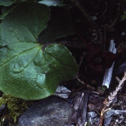 Asarum caudatum Lindl. (British Columbia wild ginger), leaf, upper surface