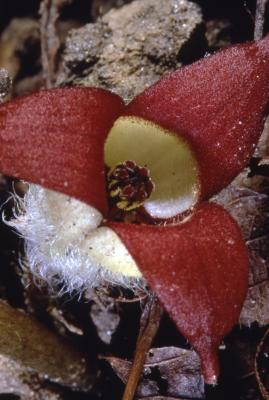 Asarum caudatum Lindl. (British Columbia wild ginger), close-up of flower