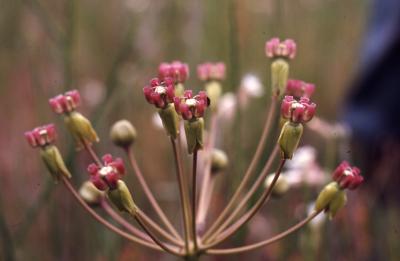 Asclepias amplexicaulis Sm. (clasping milkweed), close-up of flower cluster