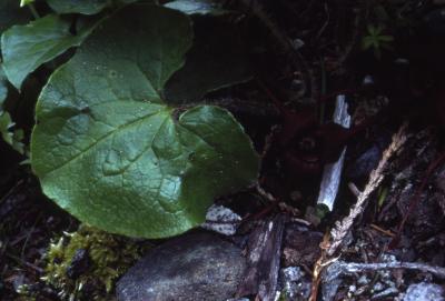 Asarum caudatum Lindl. (British Columbia wild ginger), leaf, upper surface