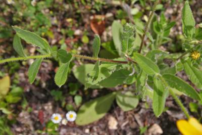 Rudbeckia hirta L. (black-eyed Susan), leaves